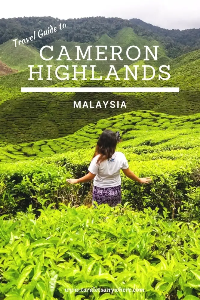 Travel guide to Cameron Highlands, Malaysia | best places to stay in Cameron Highlands | Cameron Highlands attractions