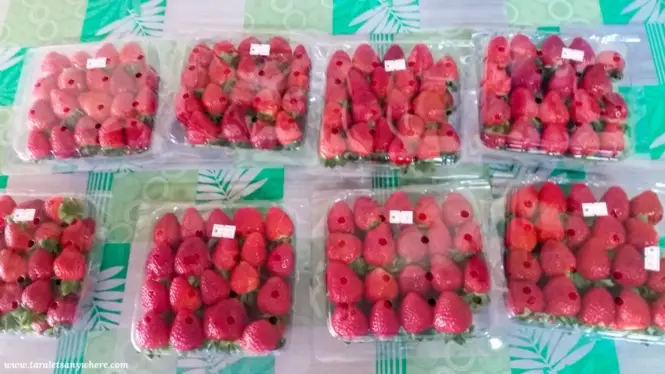 Strawberries for sale in Cameron Highlands, Malaysia