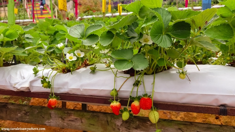 Strawberry farm, Cameron Highlands
