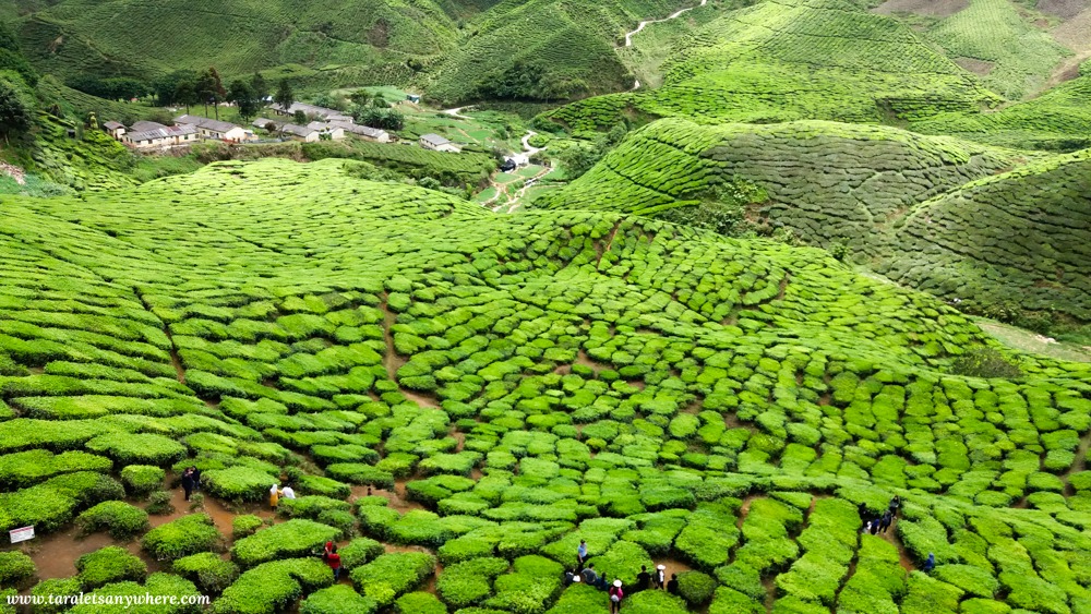 Tea plantation in Cameron Valley, Cameron Highlands, Malaysia