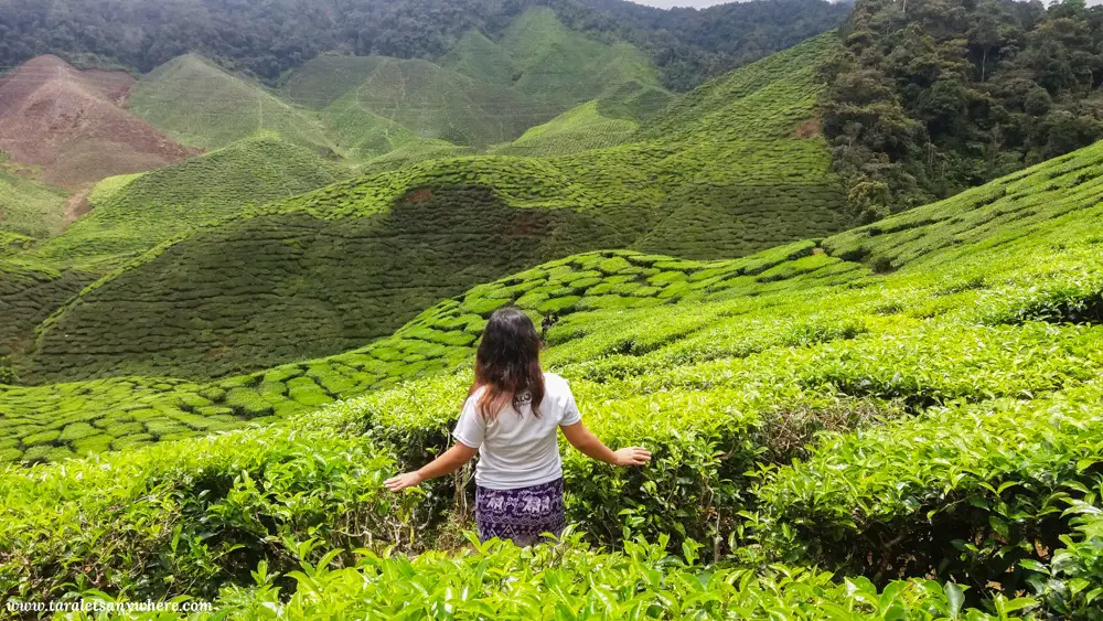 Cameron Valley tea plantation in Cameron Highlands, Malaysia