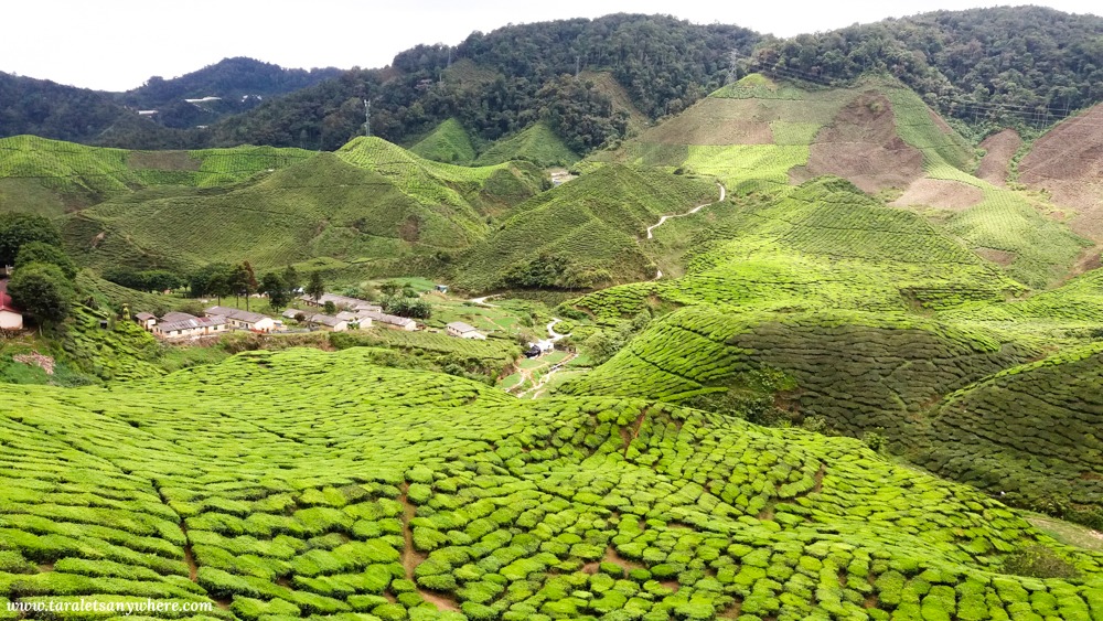 Tea plantation in Cameron Valley tea house, Cameron Highlands, Malaysia