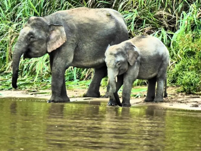 Elephants in Kinabatangan River, Sabah