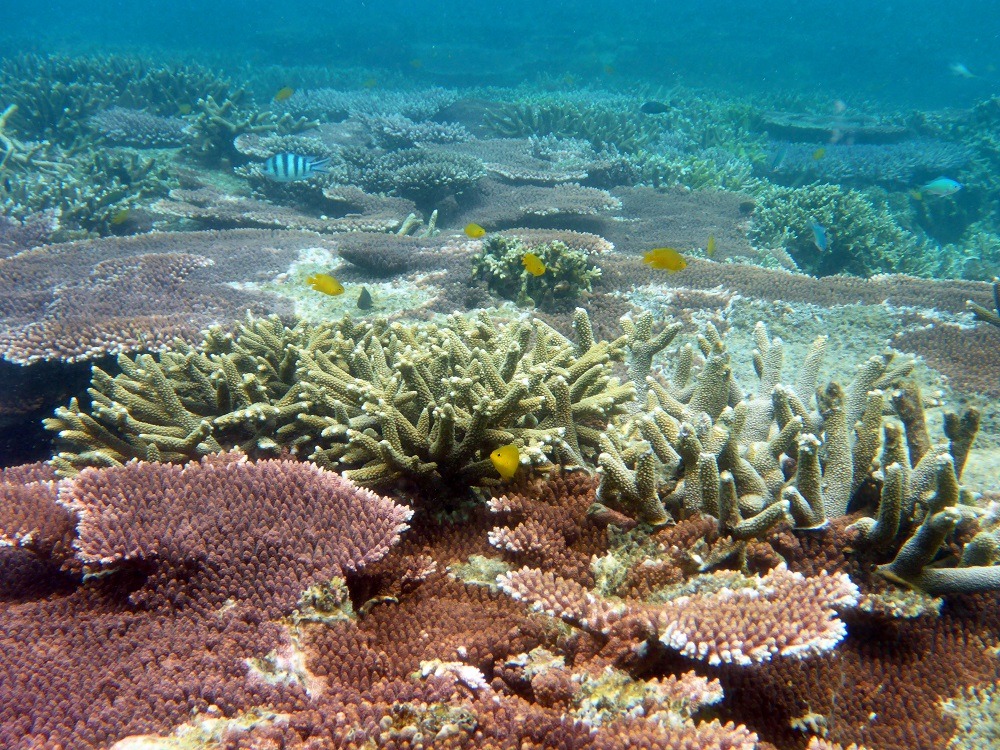 Coral Island, Malaysia