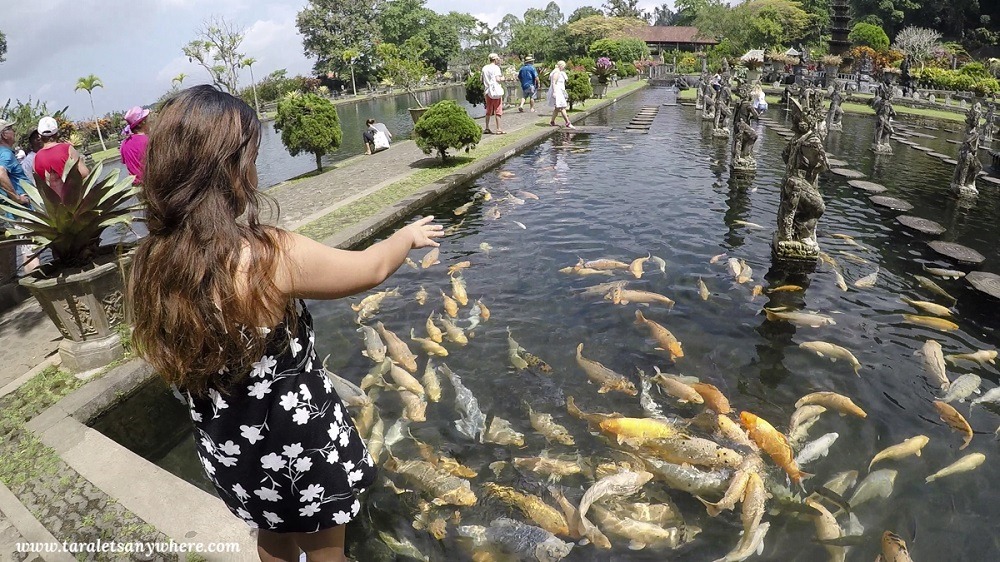 Fish feeding in Tirta Gangga, Bali