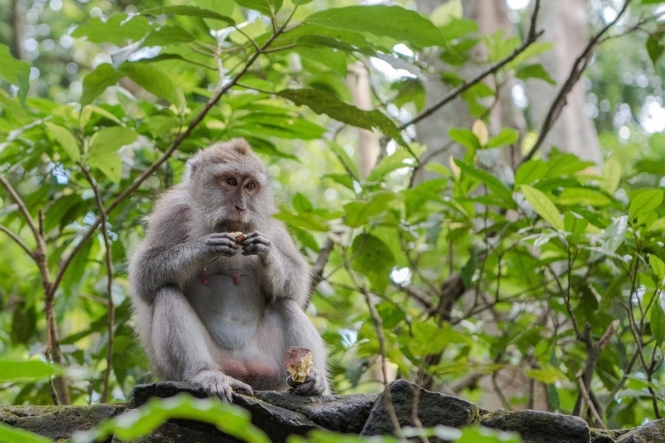 Monkey in Ubud Sacred Monkey Forest