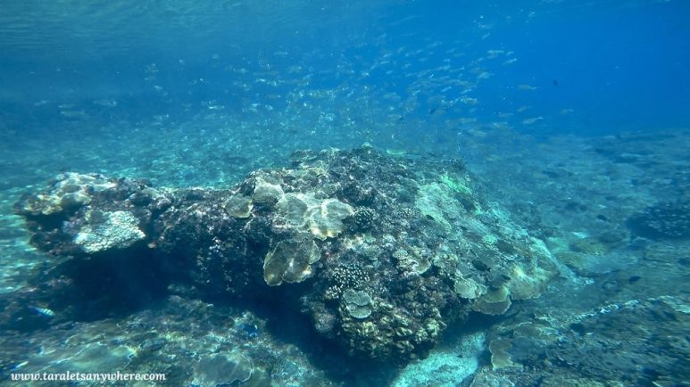 Snorkeling in Gamat Bay, Nusa Penida