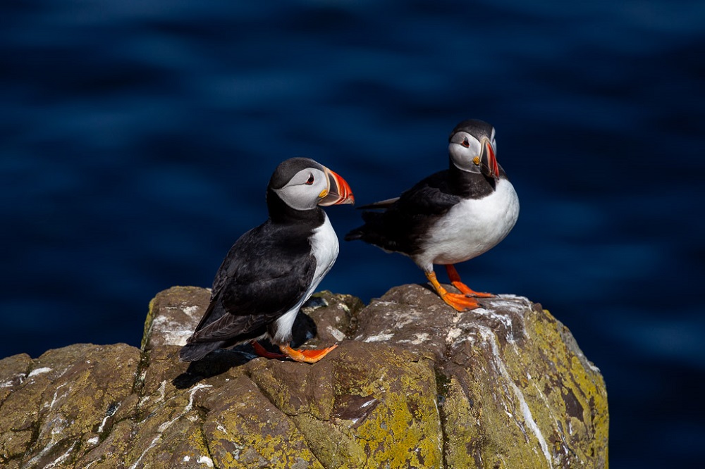 Puffins in Iceland