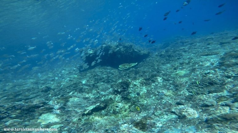 Gamat Bay, Nusa Penida
