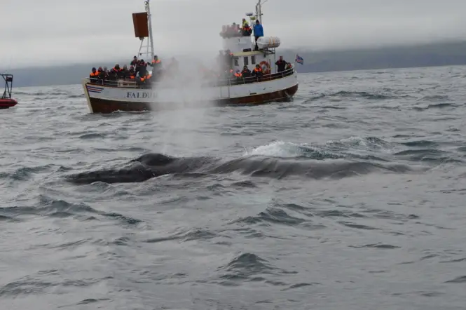 Things to do in Iceland - Whale watching in Iceland