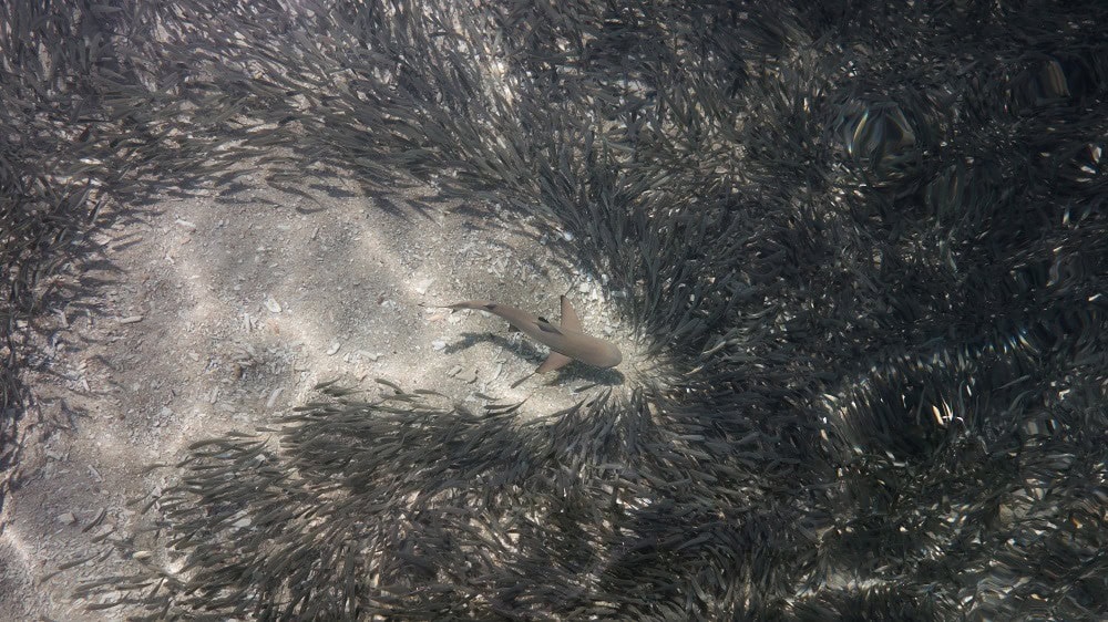 Blacktip sharks in Perhentian Besar