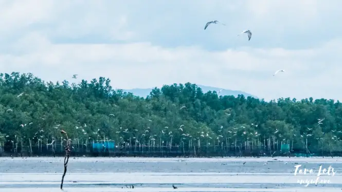 Bird watching in Kabug Island, Siay