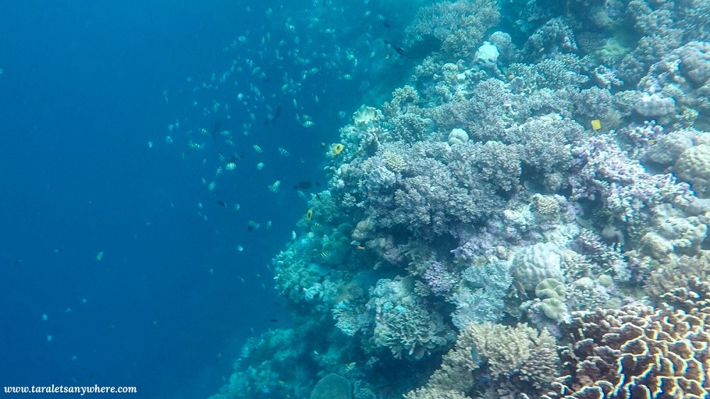Coral shelf in Tomia Island, Wakatobi