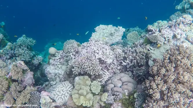 Coral shelf in Tomia Island, Wakatobi