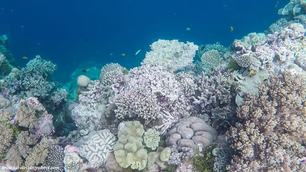 Coral shelf in Tomia Island, Wakatobi