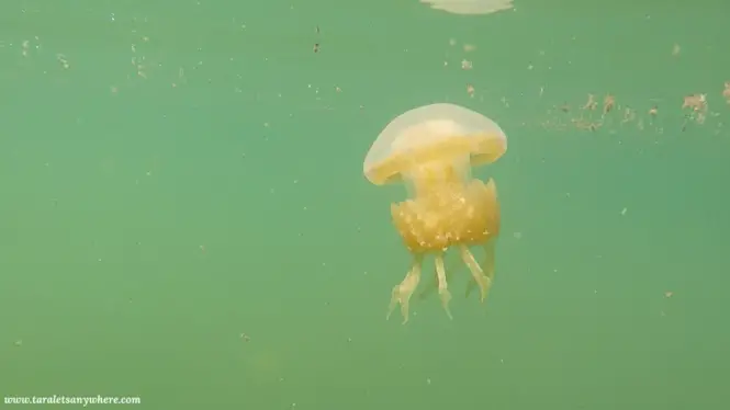 Jellyfish in Jellyfish Lake, Muna Island
