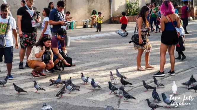 Bird feeding in Zamboanga City