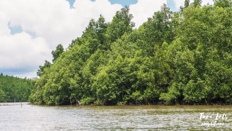 Mangroves in Siay wetlands