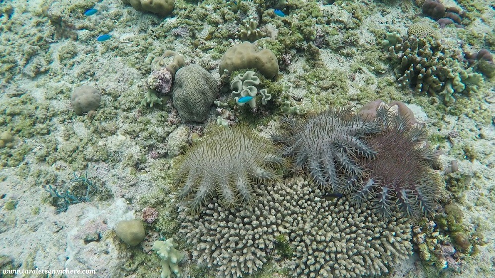 Snorkeling in Tomia Island, Wakatobi