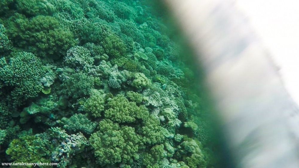 Snorkeling in Tomia Island, Wakatobi