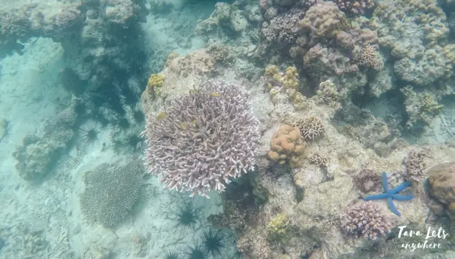 Corals in snorkeling area in Maniwaya Island