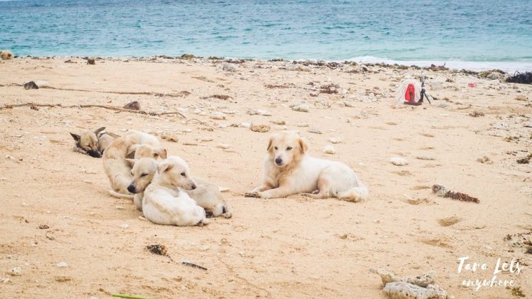 Dogs in Calalanay Island, Camarines Norte