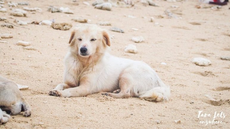 Dogs in Calalayan Island, Camarines Norte
