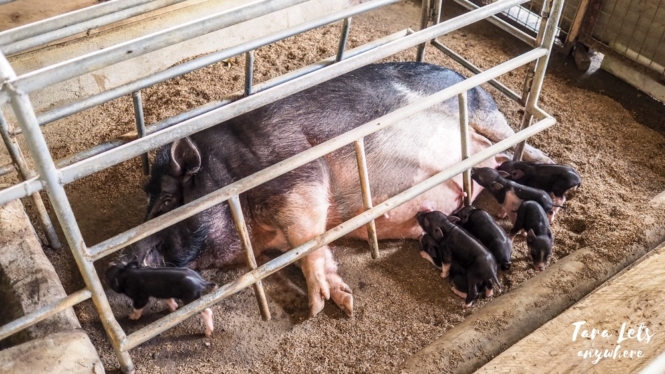 Wild pigs in JSMS Farm, Camarines Norte