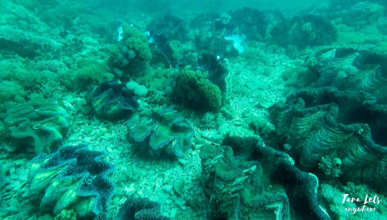 Giant Clam Sanctuary in Camiguin