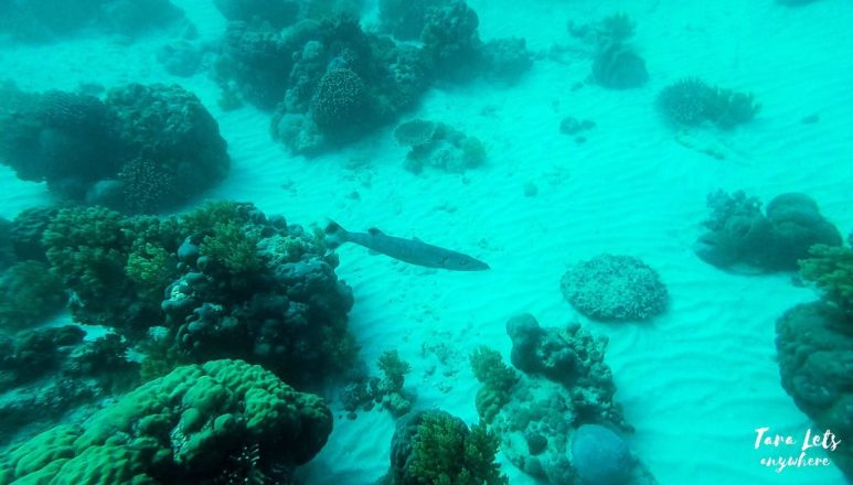 Snorkeling in the Giant Clam Sanctuary in Camiguin