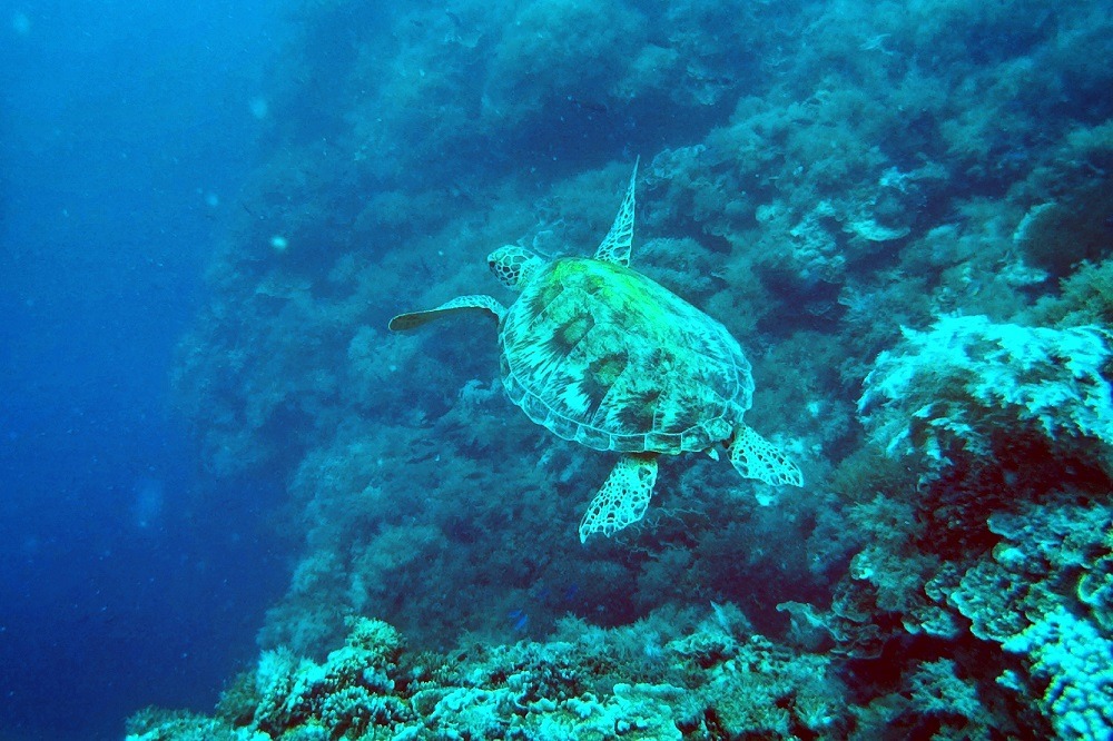 Adventures in the Philippines - scuba diving in Balicasag Island, Bohol