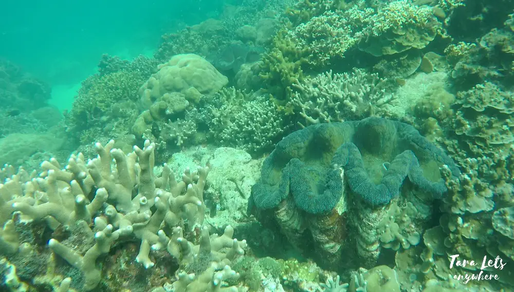 Giant clams in marine sanctuary in Nasugbu, Batangas