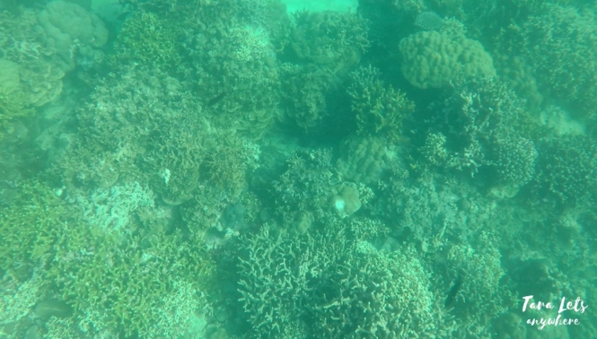 Snorkeling in marine sanctuary in Nasugbu, Batangas
