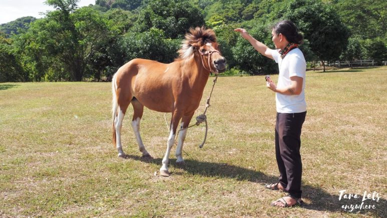 Horse in Lily Vacation Farm House, Rizal