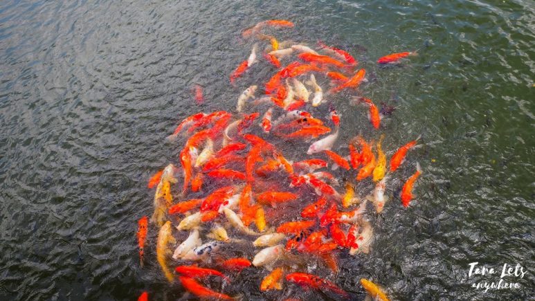 Koi fishes in Pico de Loro resort