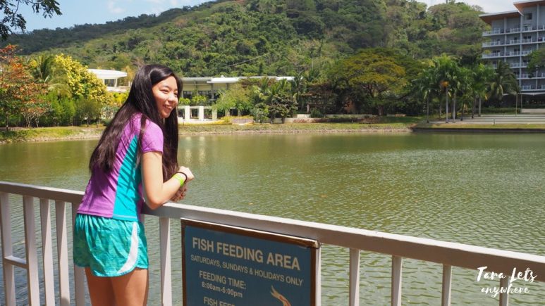 Fish feeding in Pico de Loro resort