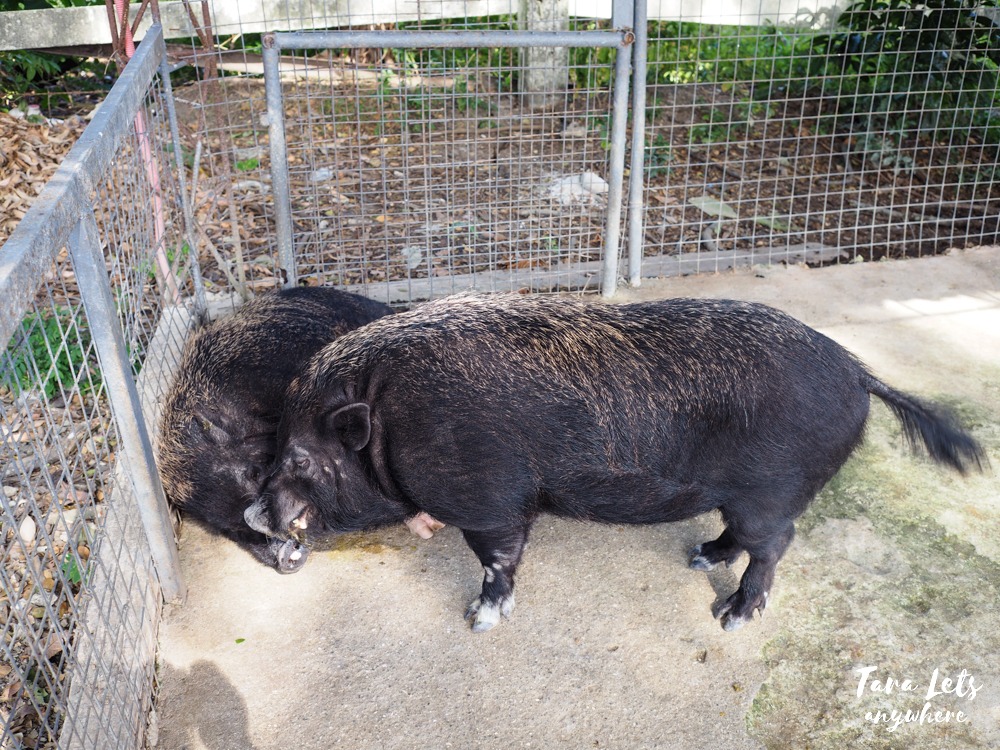 Pot bellied pigs in Lily Vacation Farm House