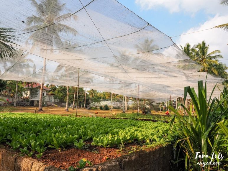 Casa Belinda lettuce farm