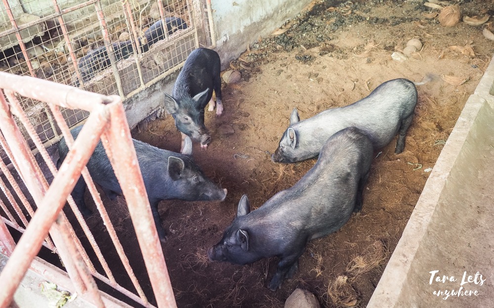 Costales Nature Farms - pigs