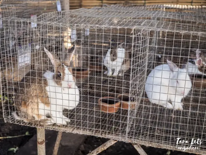 Costales Nature Farms - rabbits