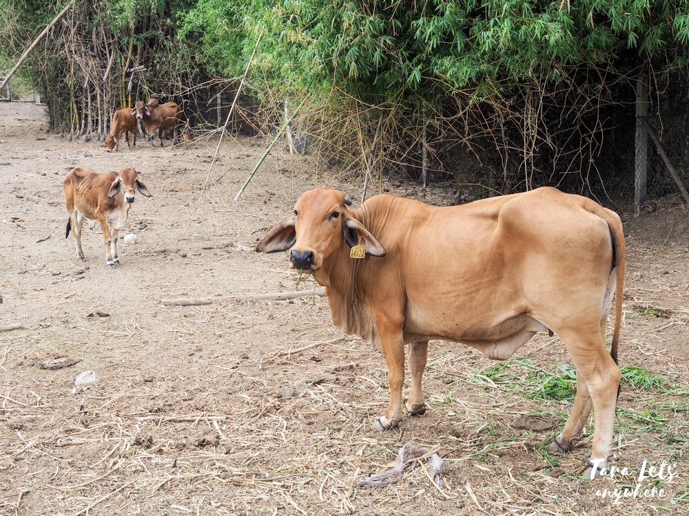 Ataalaya Farmhouse - cows in the farm
