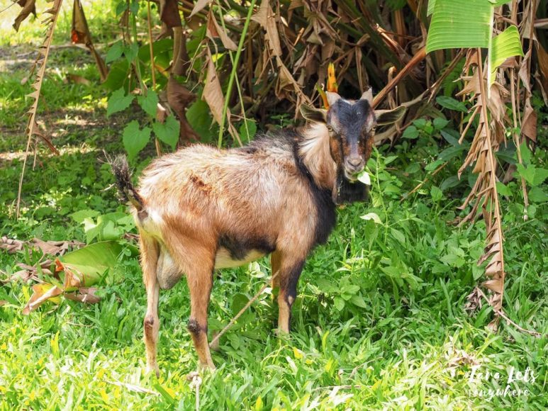 Goat in Casa Belinda