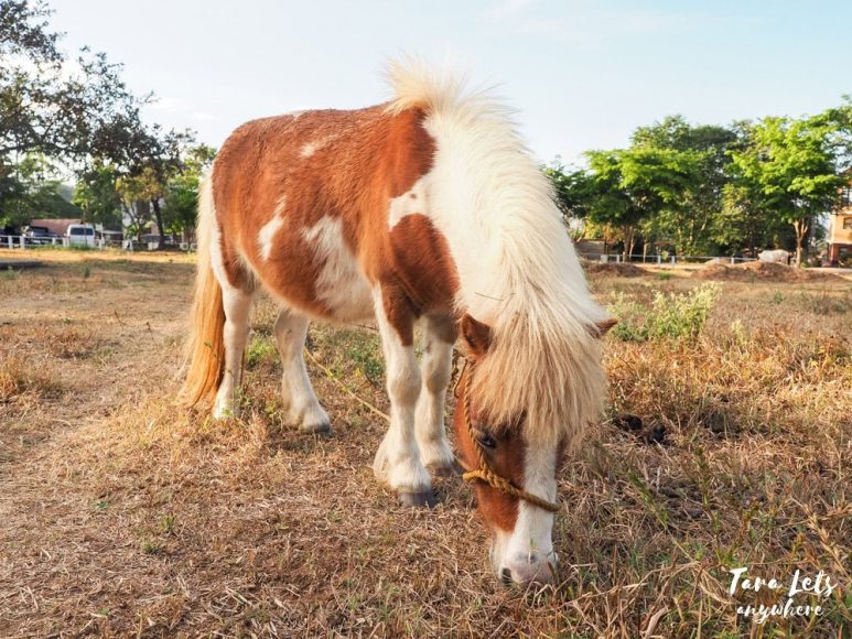 Ponyang the pony