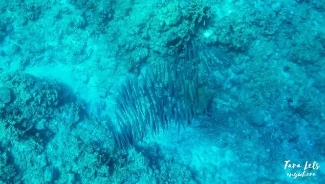 Barracuda in Apo Reef