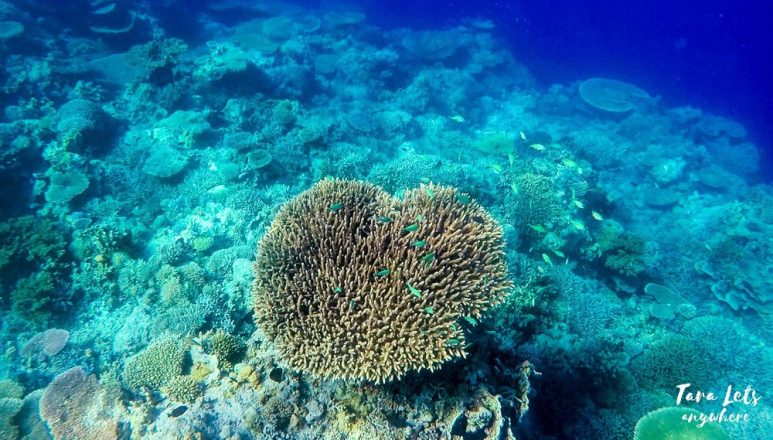 Snorkeling in Apo Reef, Mindoro