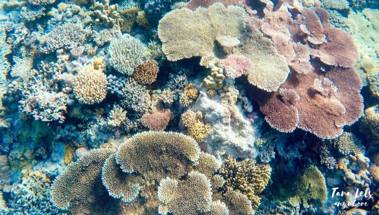 Snorkeling in Apo Reef, Mindoro