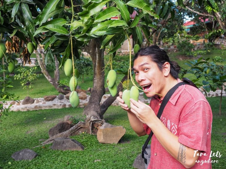 Hali in mango plantation at Nauvoo Farm Resort