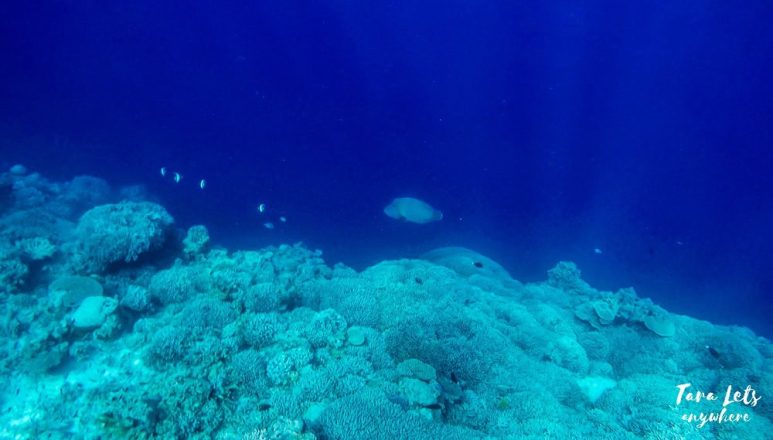 Mameng in Apo Reef, Mindoro