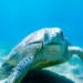 Sea turtle in Pandan Island, Sablayan, Mindoro