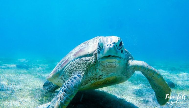 Sea turtle in Pandan Island, Sablayan, Mindoro